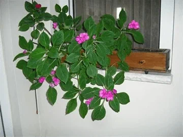 אדניות הגליל Galilee Planters-אדנית מלבנית 60 ס"מ אדן חלון