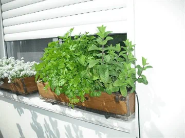 אדניות הגליל Galilee Planters-אדנית מלבנית 60 ס"מ אדן חלון נענה