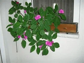 אדנית "אדן החלון" פרימיום – ירוק בעיניים במינימום מאמץ